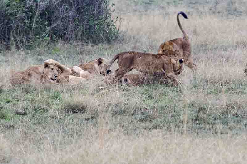 06 - Leones - parque nacional Queen Elizabeth - Uganda